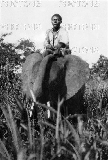 afrique, afrique du sud, zululand, l'éléphant comme moyen de transport, 1920 1930