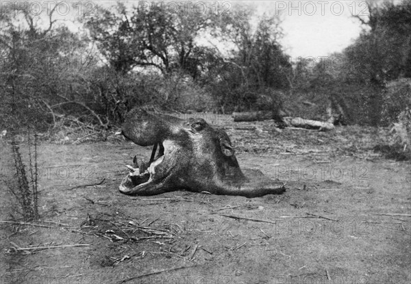 Afrique, tête d'hippopotame, 1900 1910