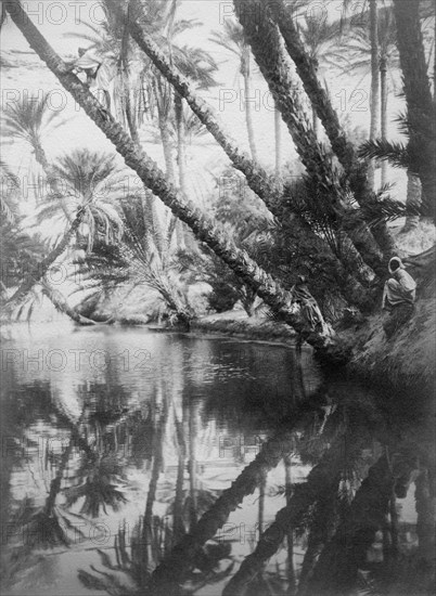 africa, tunisia, palmizi rigogliosi che si specchiano nell'acqua, 1910 1920