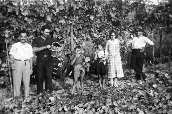 europe, italie, piedmont, monferrato, début des vendanges, 1934