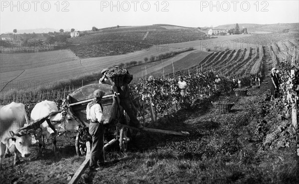 europe, italie, piedmont, monferrato aquese, vendanges, 1959