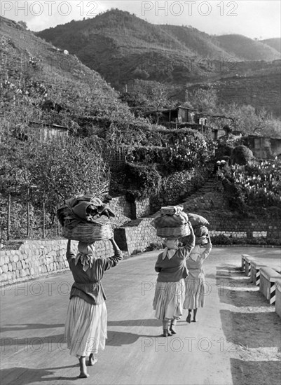 agriculteurs, bagnara calabra, calabre, italie, 1955