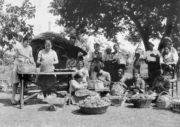 europe, italie, abruzzes, chieti, vendanges, 1920 1930