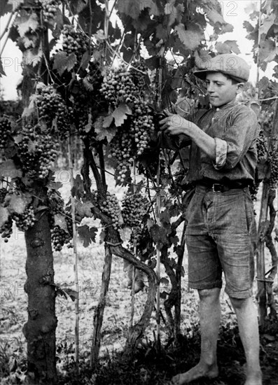 europe, italie, abruzzes, chieti, vendanges, 1920 1930