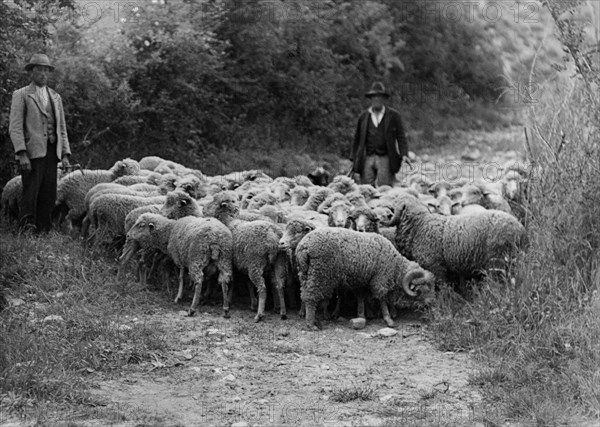 europe, italie, abruzzes, montereale, troupeau avec béliers, 1936