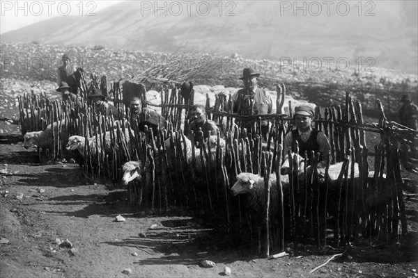 europe, italie, abruzzes, pescocostanzo, contrada mezzamorra, troupeau clôturé, années 1920
