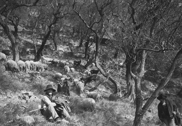 troupeau de moutons, bordighera, ligurie, italie 1920 1930