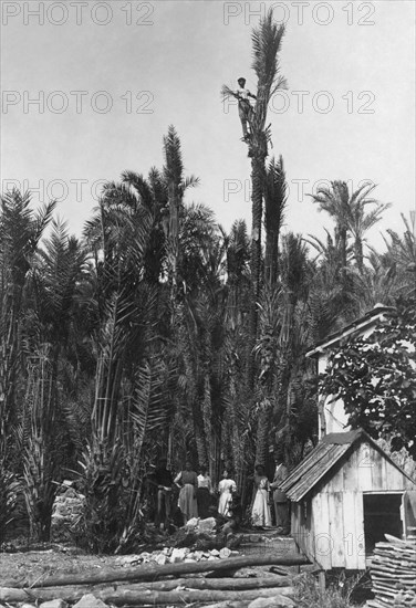 palm trees, bordighera, liguria, italy 1920 1930