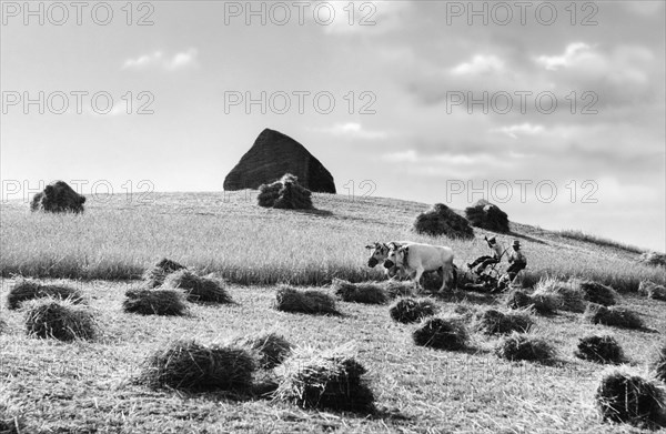 champ, pineto, abruzzes, italie 1960