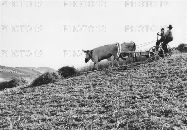 champ, pinède, abruzzes, italie 1960