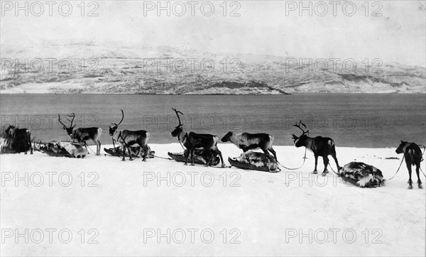 reindeer pulling sleds, Fjord Bossekop, Lapland, Norway, 1939