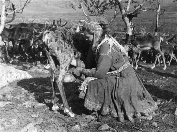 traite d'un renne, Laponie, Finlande, 1961