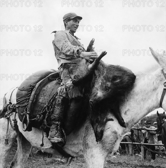 chasse au sanglier, maremma, toscane, 1957