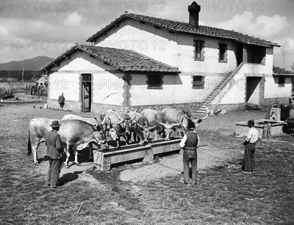 butteri, monepulciano, tuscany 1956