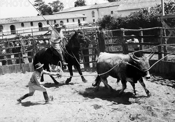 marché aux bestiaux, alberese, toscane, italie, 1964