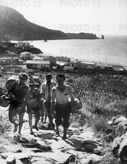 agriculteurs, isola del giglio, toscane, italie, 1964