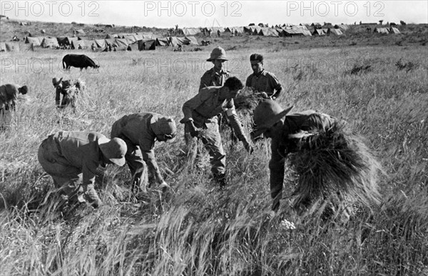 africa, etiopia, soldati italiani impiegati nel lavoro dei campi, 1920 1930
