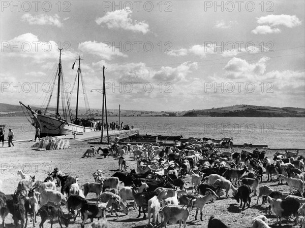 goats, talamone, orbetello, tuscany, italy, 1952