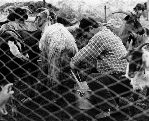 traite des chèvres, 1970