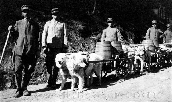 soldats, chiens pour transporter de l'eau et du marsala, 1916