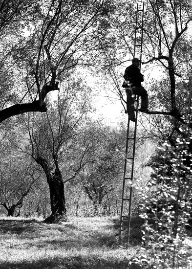 récolte des olives, italie, campanie, sessa aurunca