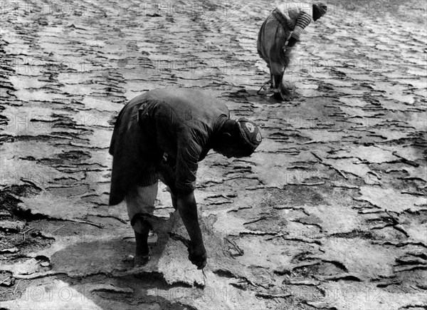 Drying of the skins of karakul. turkestan. 1931