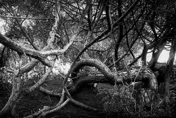 Rome. pines twisted by the sea wind at lido di castel fusano. 1920