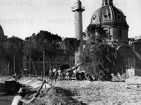 Rome. pine transplant in via dell'impero. 1930