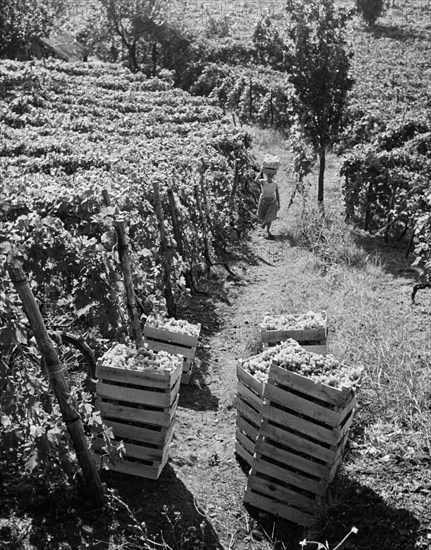 Italy. lazio. harvest of the very famous terracina grape. 1955