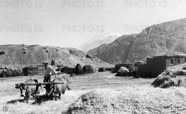 Wheat beating. zangezur mountains. ararat on the bottom. 1961