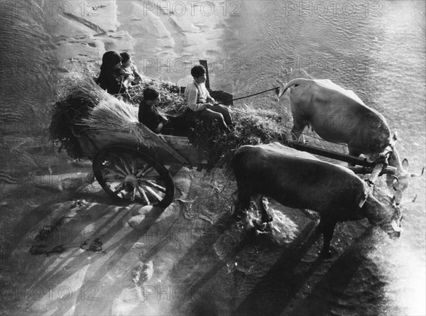 Calabria. rosarno. peasant cart on the banks of the mesima river. 1955