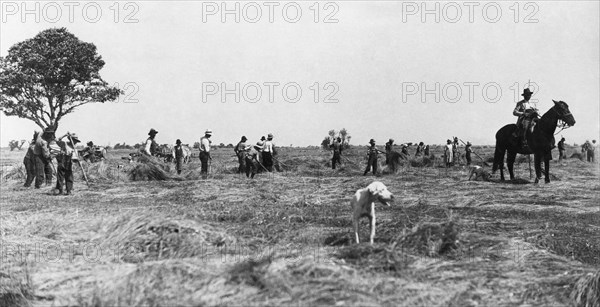 Italy. Tuscany. a group of peasants during the harvest. 1910-20