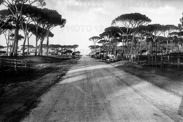 Italy. Tuscany. Alberese. view of Via Spergolaia. 1920-30