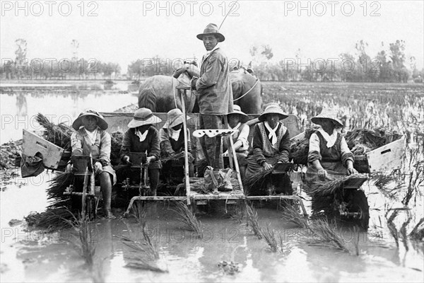 Paddyfield. 1910-1920