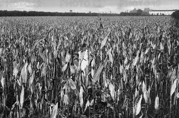 Camp Of Maize. 1930-1940