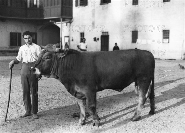 Italy. Piemonte. Novara. Bull 1940-1950