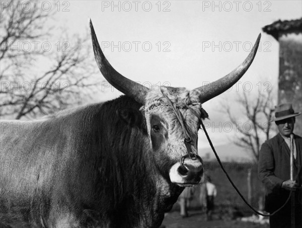 Bull Of The Maremma. 1930