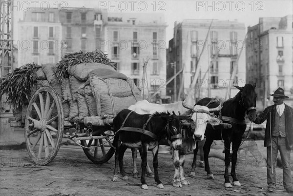 Cart. Naples. Campania. Italy 1920 1930