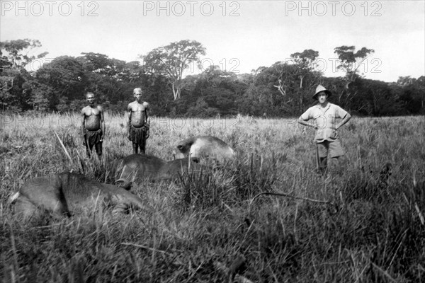 Buffaloes Slaughtered. Belgian Congo. Africa 1927 1930