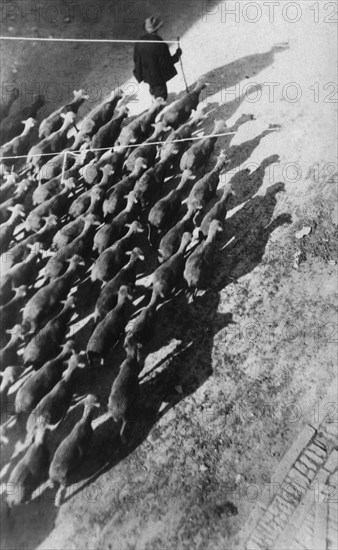 Shepherd. Campoibasso. Molise. Italy 1920 1930