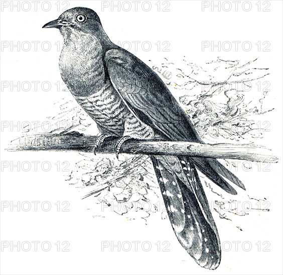 Common Cuckoo - Cuculus canorus.