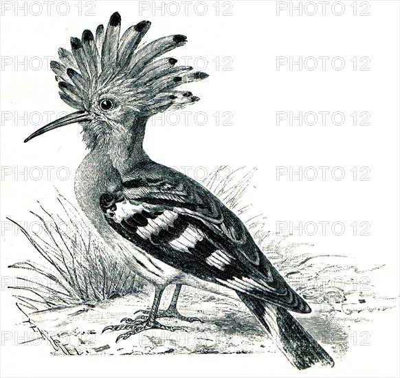 Hoopoe - Upupa epops.