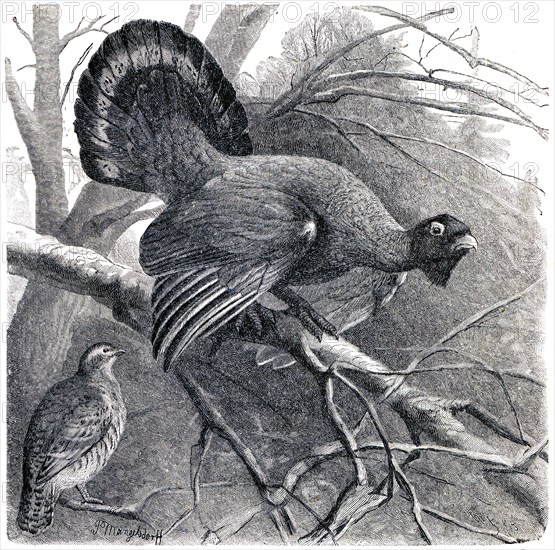 Western Capercaillie - Tetrao urogallus.