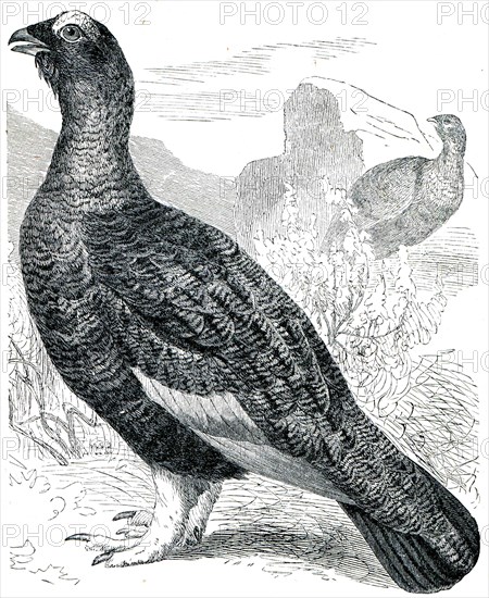 Willow Ptarmigan - Lagopus albus, summer plumage.