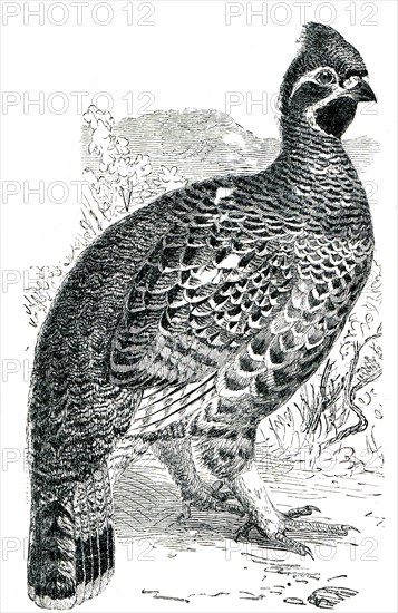 Hazel Grouse or Hazel Hen - Tetrastes bonasia.