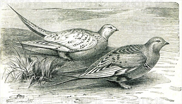 Pallas's Sandgrouse - Syrrhaptes paradoxus.