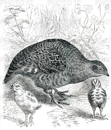 Common Partridge - Perdix cinerea.