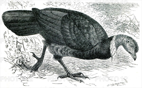 Cuvier's Brushturkey or Red-billed Brushturkey - Talegalla lathami.