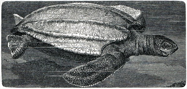 Leatherback sea turtle.