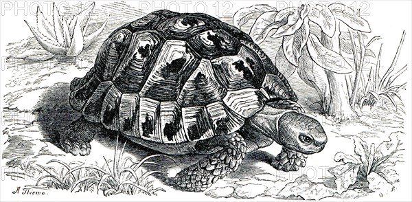 Spur-thighed tortoise or Greek tortoise.